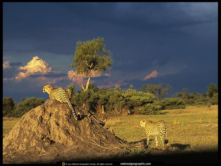 cheetah - animal, khai, kk