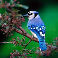 Blue Bird