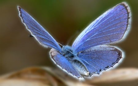 DIGITAL BUTTERFLY - glow, butterfly, blue, digital