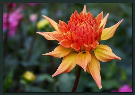 Dahlia - flowers, dahlias