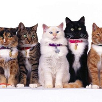 cat market