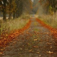 	autumn path