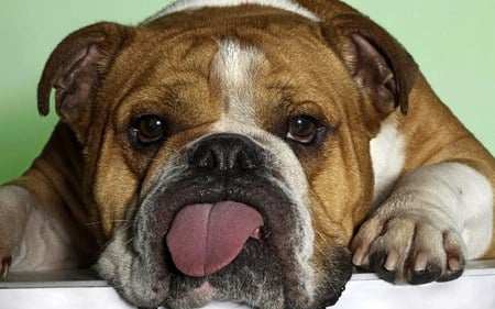 BullDog - dog, animal, bulldog