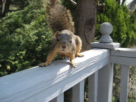 Charley The Hungry Squirrel - cute animals, squirrel