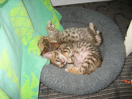 Brother and Sister Snoozing - bengal, kitten, baby cat