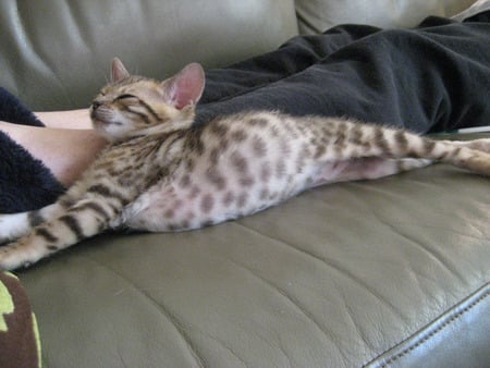 Stretch Time - stretching, bengal, kitten