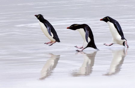 Arctic Fun - ice, penguins, arctic