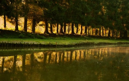 Spring Trees - nature, trees