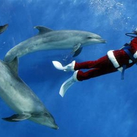 Xmas Dolphins