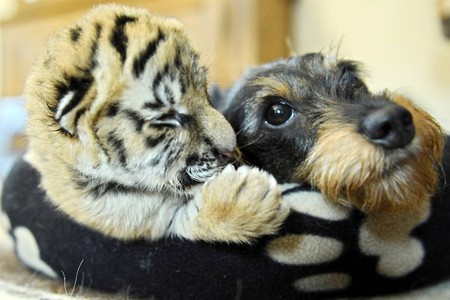 Cute - tiger, dog