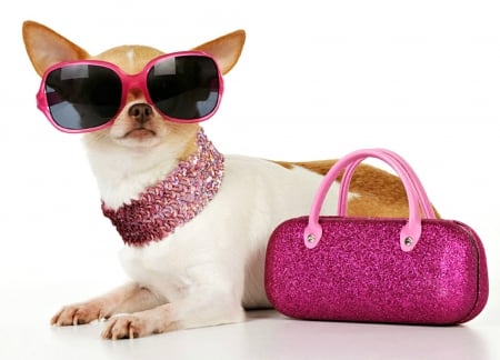 Little diva - puppy, sunglasses, bag, funny, purse, caine, dog, pink, chihuahua, cute