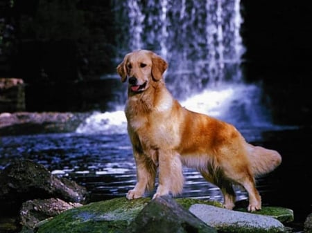 Lovely Dog - stone, animal, waterfall, dog, puppy