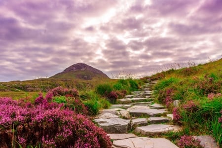 Stone Path~Ireland - hill, sky, hills, ireland, mountain, path, rocks, clouds, flowers, stones, grass