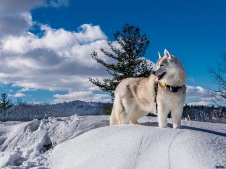 Siberian Husky - trees, dog, clouds, snow, animal, winter, husky