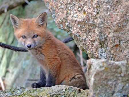 American Fox - brown, animal, kit, fox