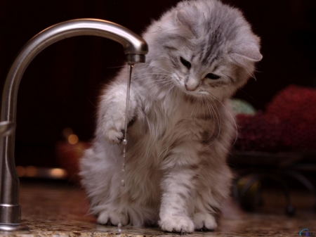 The kitten plays with Water - fluffy, tap, animal, water, kitten, cat