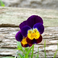 Two Little Pansies Sitting By A Log