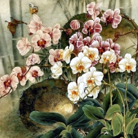 Oriental Orchids F