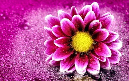 Bright Pink Flower FC - beauty, wide screen, love, floral, photography, beautiful, romance, photo