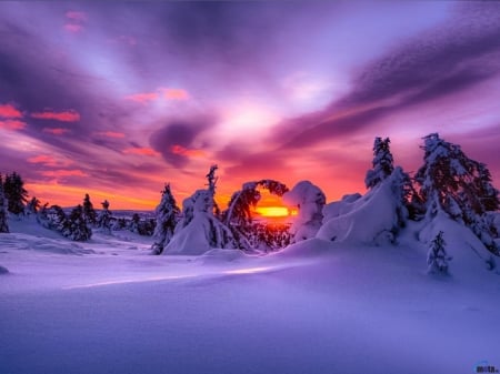 Winter Sunset - nature, trees, clouds, snow, winter, sunset