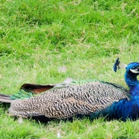 Proud As A Peacock