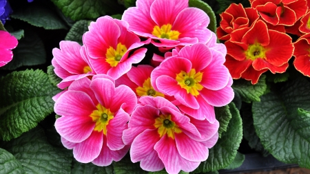 Primrose - spring, flower, pink, primrose