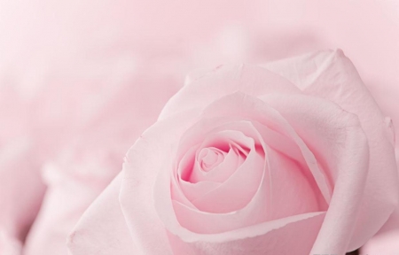 ♥ - flower, nature, pink, soft