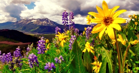 Spring Flowers - nature, mountain, flower, spring