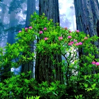 Flowers in the Forest