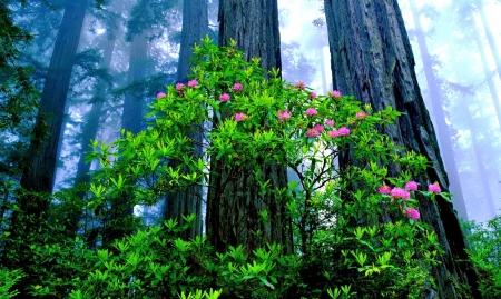 Flowers in the Forest