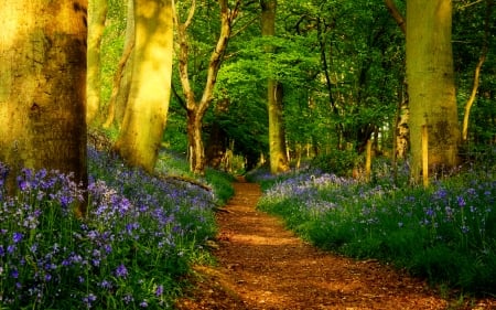 Path in spring forest - freshness, trees, park, greenery, path, spring, forest, walk, beautiful, wildflowers