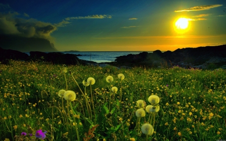 Spring Meadow - flowers, nature, spring, grass, meadow, sun