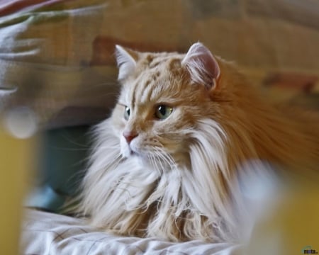 Redhead Longhair Cat - cat, hair, shaggy, animal, long, kitten