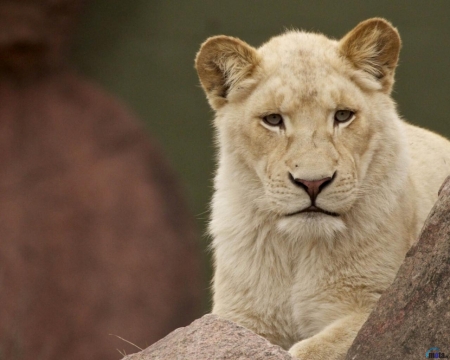 White Lioness - white, stone, cat, lion, wild, animal