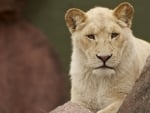 White Lioness