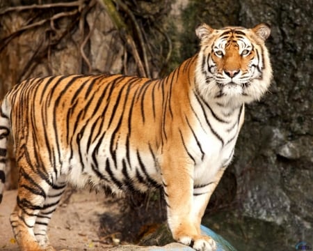 Royal Bengal Tiger - animal, predator, wildcat, tiger