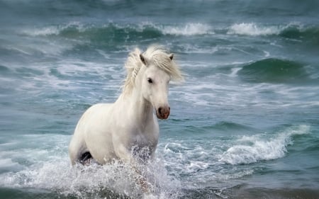 Horse - animalsummer, white, animal, water, summer, blue, sea, horse