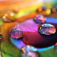 Water drops on a peacock feather