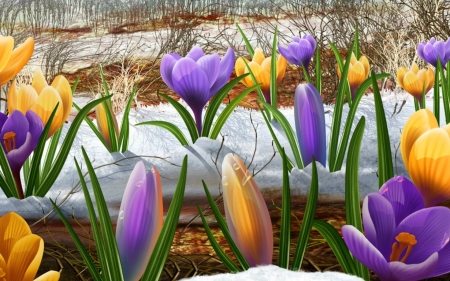 Crocuses - yellow, purple, snow, spring, flower, crocus, pink