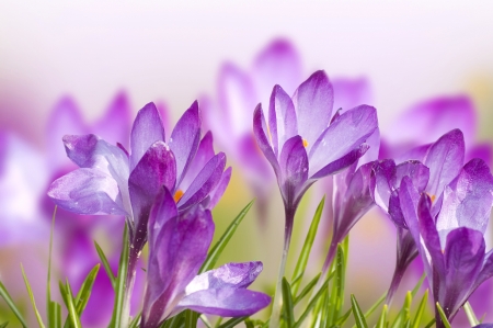 Crocuses - purple, crocus, pink, spring, flower