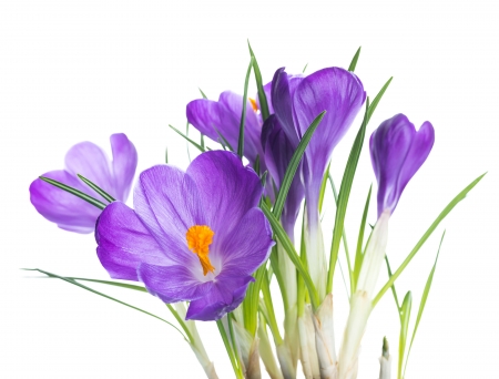 Crocuses - white, card, flower, purple, pink, spring, crocus