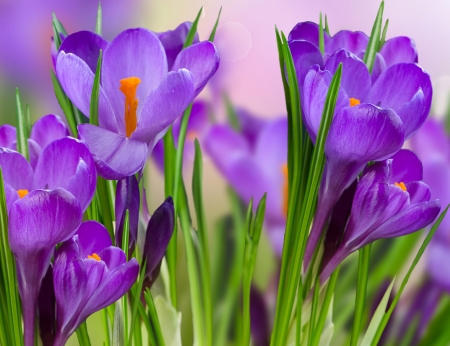 Crocuses - crocus, purple, pink, green, spring, flower