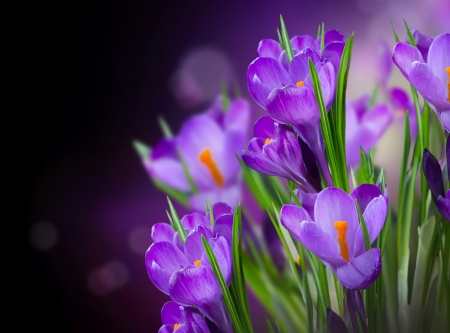 Crocuses - flower, purple, pink, black, spring, crocus, green