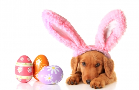 Happy Easter! - funny, animal, cute, caine, sweet, puppy, egg, easter, ears, bunny, dog