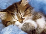 Sleeping kitten