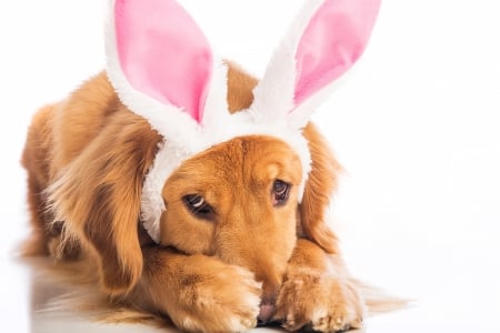 Happy Easter! - paw, puppy, bunny, ears, caine, white, pink, dog, animal, card, sweet, cute