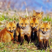 Baby Red Foxes