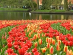 flowers by a lake