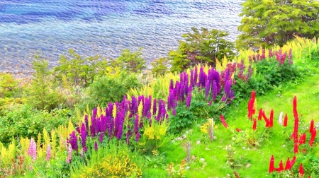 Field of flowers - nature, field, landscape, flower