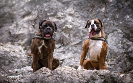 Anyone For A Hike - dogs, boxers, cute, animals